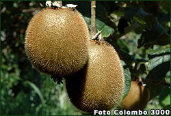 kiwi
